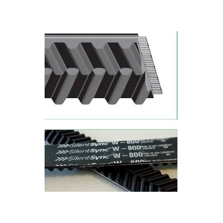 CINGHIA DENTATA 'EAGLE'